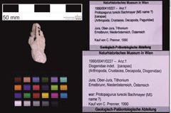 Foto (Objekt + Etiketten) von Diogenidae indet. (NHMW-GEO-1990-0041-0227)